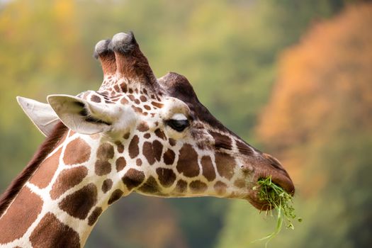 Close up photo of young cute giraffe grazing, Giraffa camelopardalis reticulata