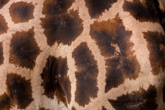 Giraffa texture for background or backdrop. Giraffa camelopardalis reticulata