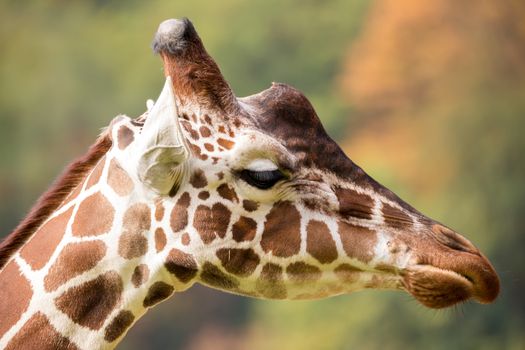 Close up photo of young cute giraffe grazing, Giraffa camelopardalis reticulata