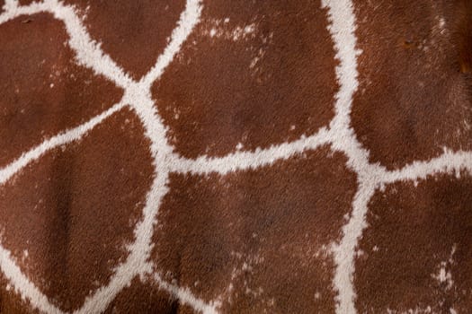 Giraffa texture for background or backdrop. Giraffa camelopardalis reticulata