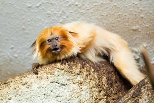 Golden Lion Tamarin (Leontopithecus rosalia) perched on log close up view