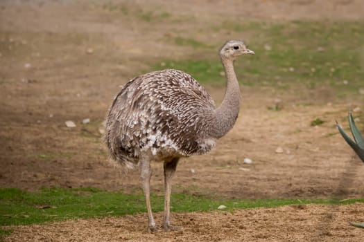 close up portrait of Australian Emu (Dromaius novaehollandiae) outdoor Ostrich, Struthio camelus in Kalahari, South Africa, true wildlife photography
