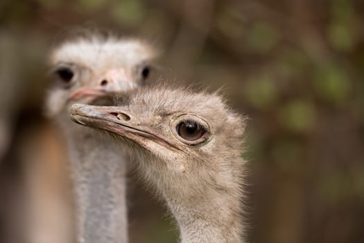 close up portrait of Australian Emu (Dromaius novaehollandiae) outdoor Ostrich, Struthio camelus in Kalahari, South Africa, true wildlife photography