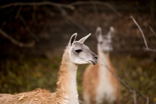 close up portrait of Guanako llama (Lama guanicoe)