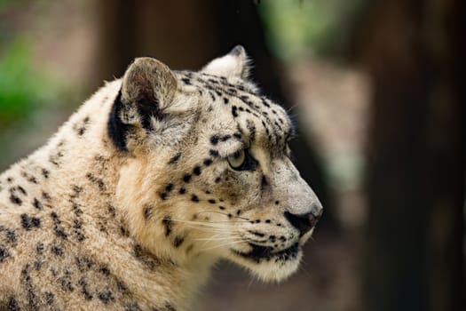 side portrait of snow leopard, Uncia uncia with shallow focus
