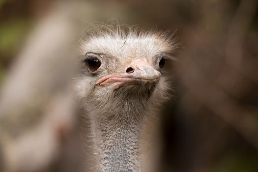close up portrait of Australian Emu (Dromaius novaehollandiae) outdoor Ostrich, Struthio camelus in Kalahari, South Africa, true wildlife photography