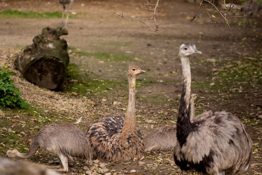 Family portrait of Australian Emu (Dromaius novaehollandiae) outdoor Ostrich, Struthio camelus in Kalahari, South Africa, true wildlife photography