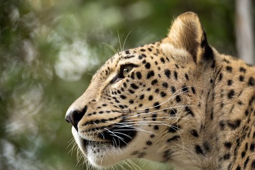 head shot of Persian leopard (Panthera pardus saxicolor), known as the Caucasian leopard