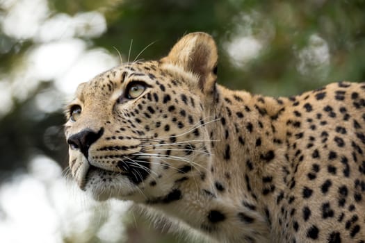 head shot of Persian leopard (Panthera pardus saxicolor), known as the Caucasian leopard