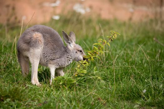 small cute australian red kangaroo baby grazing outdoor