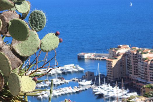 Prickly Pear Cactus. View of the Harbor of Fontvieille (Monaco) in background.