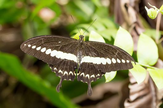 macro of beautiful dark butterfly with white strip in garden, Indonesia, Bali, Butterfly park