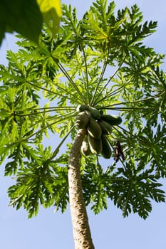 Unripe many green papayas on tree, bunch fruits, Nusa penida, Bali, Indonesia