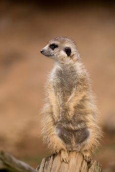 female of meerkat or suricate watching out for danger