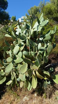 Prickly Pears cactus in Roquebrune-Cap-Martin, France