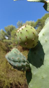 Prickly Pears on a cactus plant in Roquebrune-Cap-Martin, France