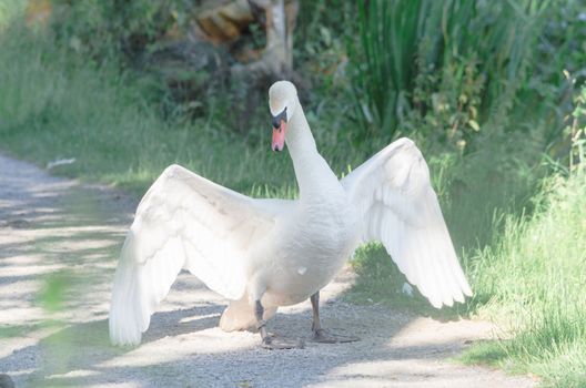 Combative Swan, in a threatening manner sleeps with wings.