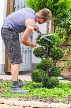 A gardener cuts the topiary of arborvitae, Thuja.