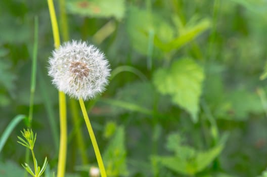 Dandelion flowers seeds in the morning sun before a fresh green background.