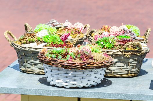 Three baskets on a wooden surface with drywall plants.