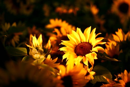 Sunflower with flowers and leaves blur background