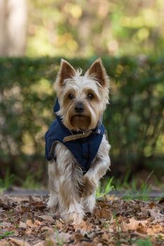 The photo shows a dog running in overalls