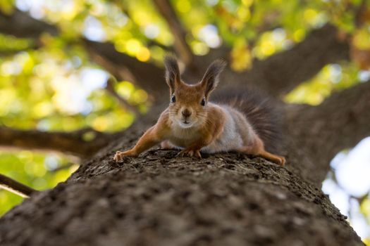  The photograph shows a squirrel on the tree
