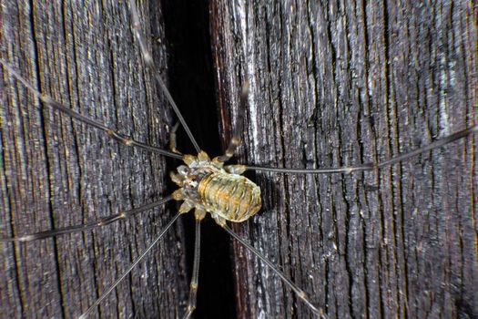 Harvestmen on a wall