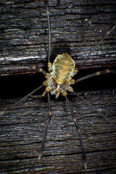 Harvestmen on a wall