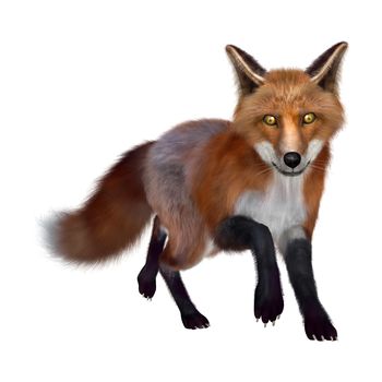 3D digital render of a red fox isolated on white background