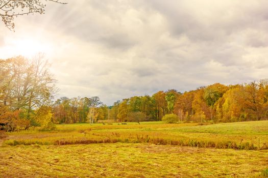 meadow autumn landscape with colorful forest
