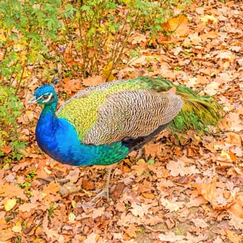 Peacock on brown leaves in autumn