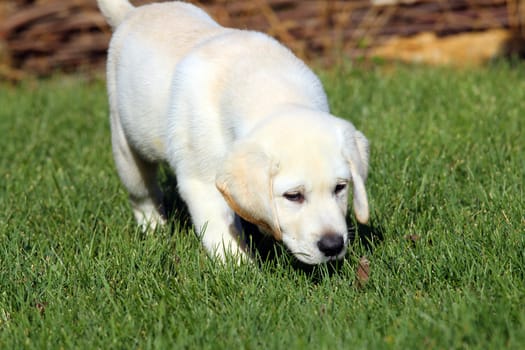 a cute nice little yellow labrador puppy in green grass in summer