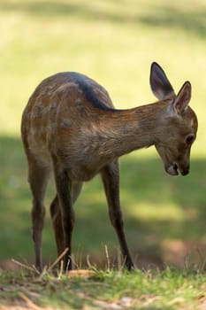 Young Fallow Deer (lat. Dama dama)