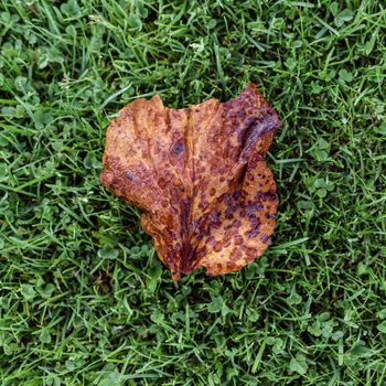 Brown dry leaf on the grass