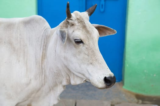 Close-up of a white holy cow, Chanderi, India