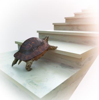 moving turtle wants to climb on the stairs concept background