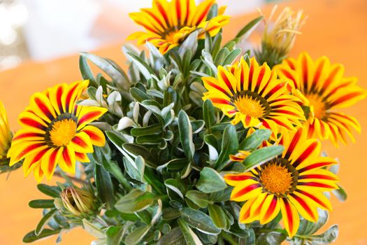 Gazania Splendens 'Daybreak Red Stripe F1', treasure flower