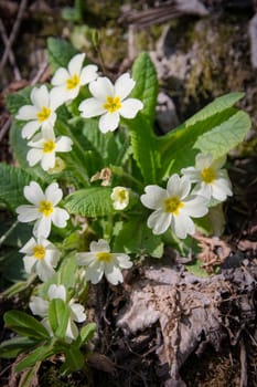 primrose common grows wild in the undergrowth