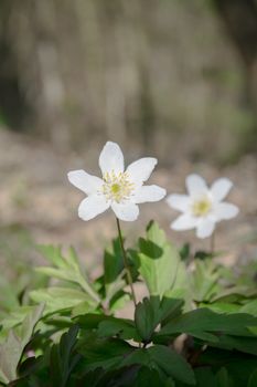 wood anemone grows wild in the undergrowth