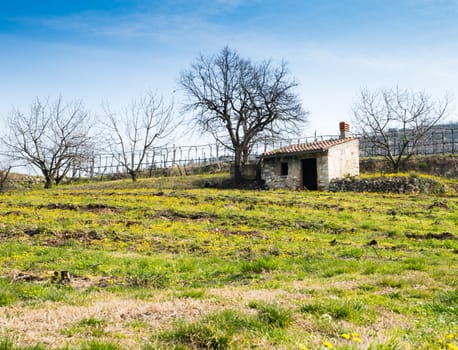 Spring blooms in the Tuscan countryside, Italy