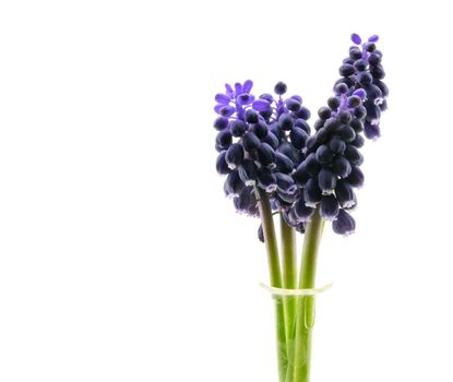 small purple flowers in crystal vase