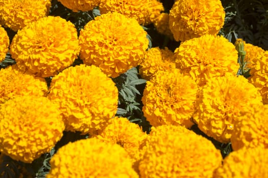 Orange Marigold - Cempasúchil Flower