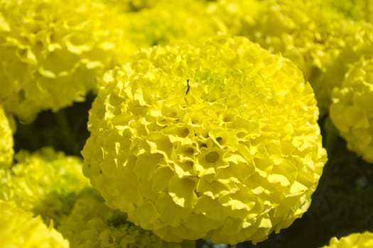 Yellow Marigold - Cempasúchil Flower