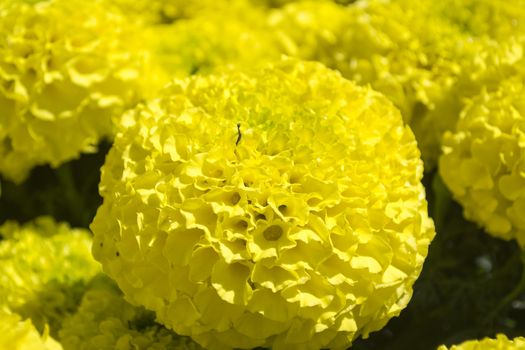 Yellow Marigold - Cempasúchil Flower
