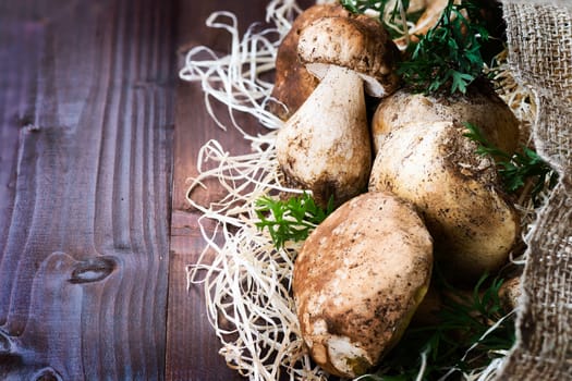 Pictured mushrooms(Boletus edulis,Porcini) - king of pore fungi,placed on straw and jute sack on wooden background.