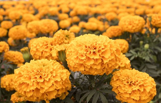 Orange Marigold - Cempasúchil Flower