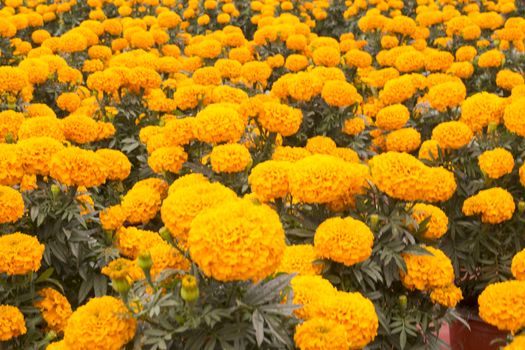 Orange Marigold - Cempasúchil Flower