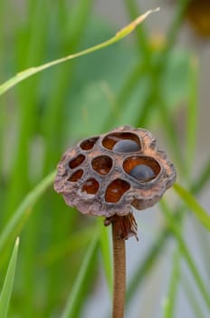 Close - up of old and dry lotus seeds. Scene of real natural whitered and dead lotus seeds plant in the pond, Concept for the cycle of life.