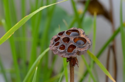 Close - up of old and dry lotus seeds. Scene of real natural whitered and dead lotus seeds plant in the pond, Concept for the cycle of life.